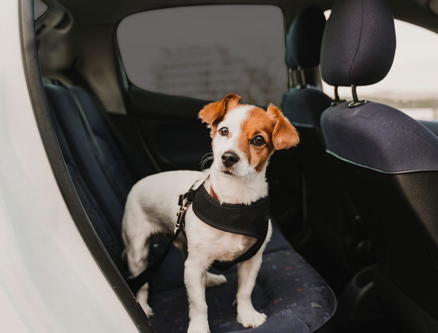 Französisch Bulldog Familie Fahren Auto Sonnenschirm, Hunde Auto